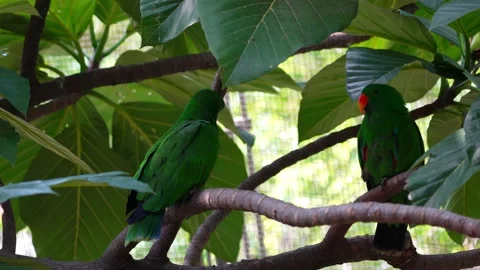 Rose-ringed parakeet Stock Footage 150474078