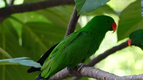 Rose-ringed parakeet Stock Footage 150474103