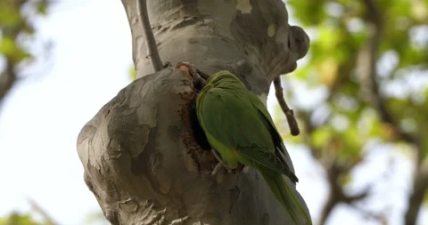 Rose-ringed parakeet in front of the nest, southern France Stock Footage 186743830