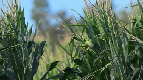 Rose-ringed Parakeet Hawaii Cornfield 動画素材 266111305