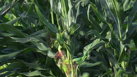 Rose-ringed Parakeet Hawaii Cornfield 스톡 동영상 266114962