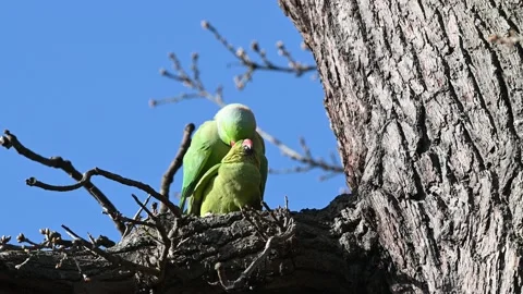 Rose Ringed Parakeet mating 스톡 동영상 238011242