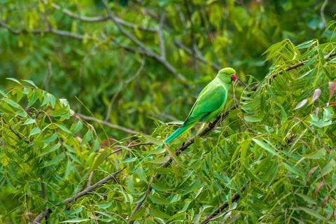 Rose ringed Parakeet on Neem or Margosa or Indian Lilac  tree Stock Photos