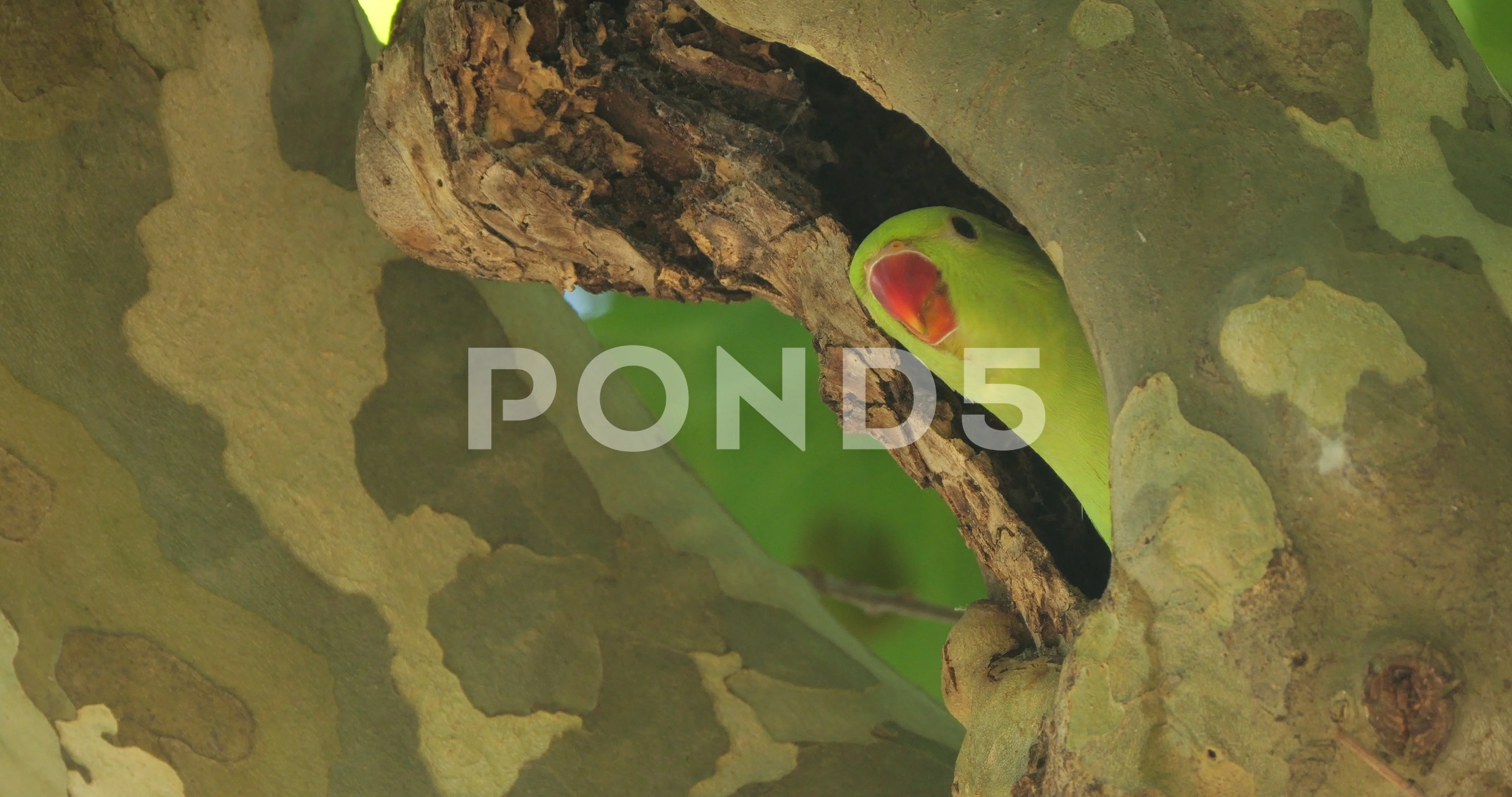 Rose Ringed Parakeet Nest Montpellier Occitan France Stock Video Footage by  ©YG-Travel-Videos #658683326
