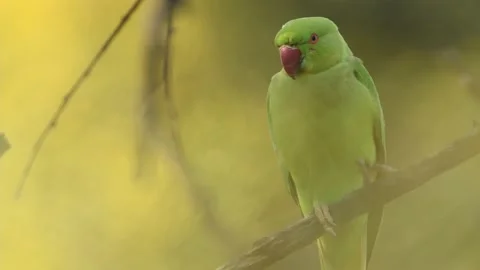 Rose ringed parakeet or ring necked parakeet a parrot close up shot Stockbeeldmateriaal 161322978