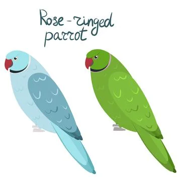 Rose-ringed parakeet or ring-necked parrot in cartoon style on white background Illustrazione stock