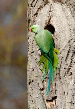 Rose-ringed parakeet or ring-necked parakeet (psittacula krameri) perched out Foto stock