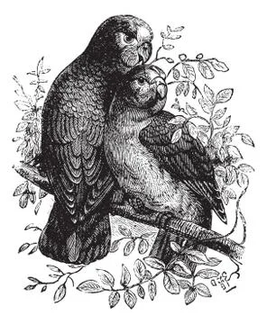Rose-ringed Parakeet or Ringnecked Parakeet or Psittacula krameri, vintage en Illustrazione stock