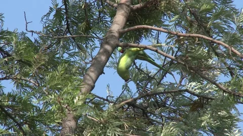 Rose-Ringed Parakeet Pair Delhi Hanging Upside Down Stock Footage 43198258