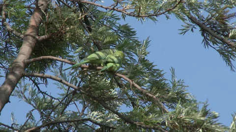 Rose-ringed Parakeet Pair in India 库存影片 37508462