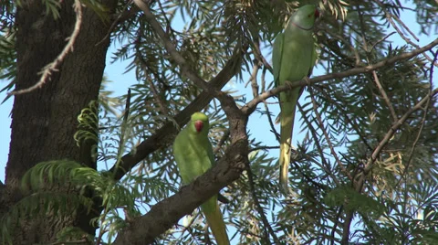Rose-ringed Parakeet Pair in Tree in India Stock Footage 37508881