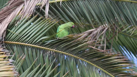 A Rose-ringed Parakeet in a Palm Tree on Gran Canaria Video stock 251537246