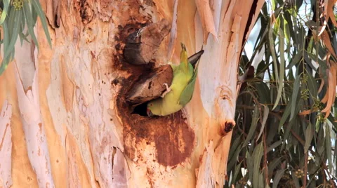 Rose-ringed parakeet parrot 1 Vidéo 43962946