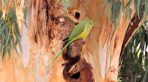 Rose-ringed parakeet parrot 2 Stock Footage 43961567