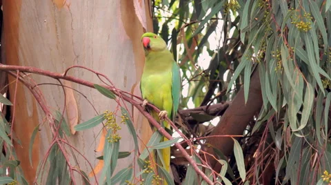 Rose-ringed parakeet parrot 3 Vidéo 43962936