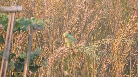 Rose ringed parakeet parrot bird flies eating sitting perched wheat corp field Stock Footage 301646235