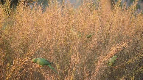 Rose ringed parakeet parrot bird flies eat sitting perched wheat corp farm field Stock Footage 301646277