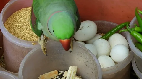 Rose-ringed parakeet parrot eating grain 库存影片 118348178