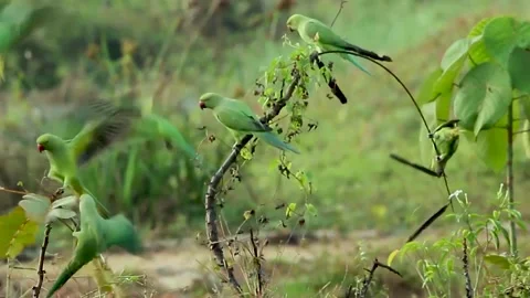 Rose ringed parakeet parrot green parrot at the jungle ring necked 스톡 동영상 202058338