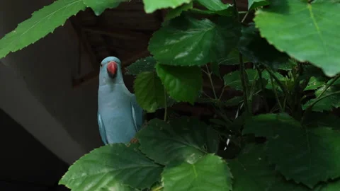Rose-ringed parakeet parrot resting on a tree 库存影片 236929029