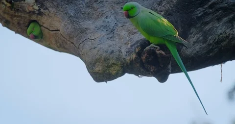 Rose ringed parakeet parrot on a tree stub looking for food, Ranthambore Stock Footage 123087881