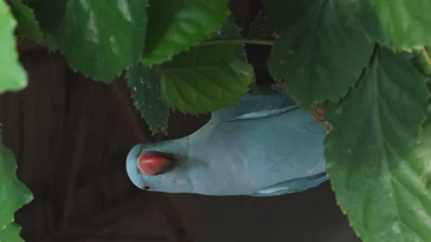 Rose-ringed parakeet parrot on a tree 動画素材 244071452