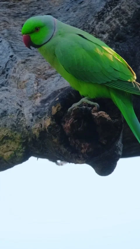 Rose ringed parakeet parrot on a tree looking for food, Ranthambore National 스톡 동영상 281084995