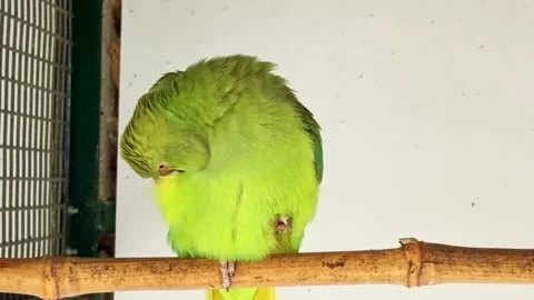Rose-ringed parakeet perched on a bamboo stick 스톡 동영상 332596229