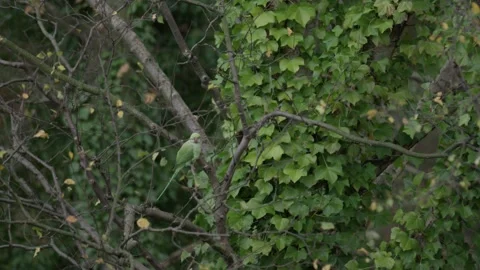 Rose-ringed parakeet perched on a branch with Hedera hibernica in bg, Den Haag 스톡 동영상 253197975