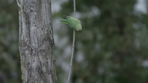 Rose-ringed parakeet perched on a branch next a trunk, Den Haag Stock Footage 253198923