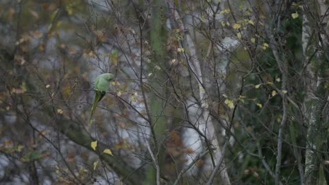 Rose-ringed parakeet perched on a branch of a leafless tree, Den Haag Stockbeeldmateriaal 253213889