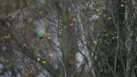 Rose-ringed parakeet perched on a branch of a leafless tree, Den Haag 스톡 동영상 253214261