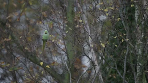 Rose-ringed parakeet perched on a branch of a leafless tree, Den Haag 스톡 동영상 253214895