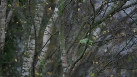 Rose-ringed parakeet perched on a branch of a leafless tree, Den Haag Stock Footage 253215166
