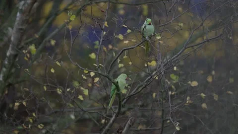 Rose-ringed parakeet perched on a branch with Dutch NS Train in bg, The Hague Stock Footage 253215585