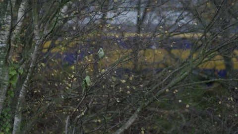 Rose-ringed parakeet perched on a branch with Dutch NS Train in bg, The Hague Stock Footage 253218205