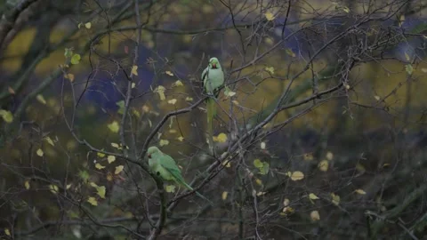 Rose-ringed parakeet perched on a branch with Dutch NS Train in bg, The Hague 스톡 동영상 253218384