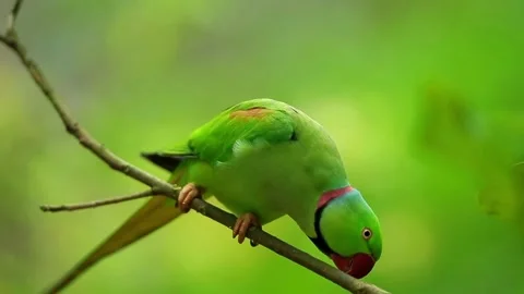 Rose-ringed parakeet perched on a branch in lush nature Stock-Footage 344778575