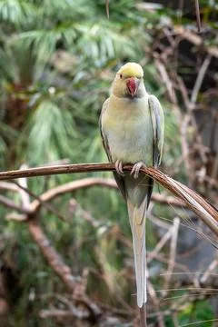 Rose-ringed parakeet perched on a branch on Kangaroo Island, Australia 写真素材