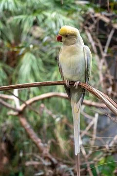 Rose-ringed parakeet perched on a branch on Kangaroo Island, Australia 写真素材