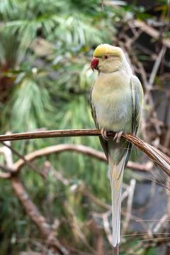 Rose-ringed parakeet perched on a branch on Kangaroo Island, Australia Stock Photos
