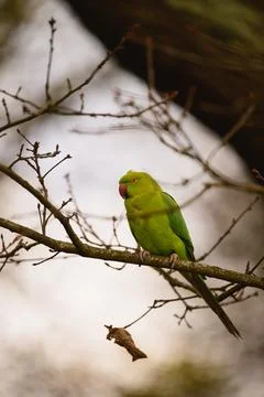 Rose-ringed parakeet perched on branch in Richmond Park Stock Photos