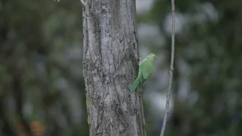 Rose-ringed parakeet perched with dutch train passing in the bg, Den Haag Stock Footage 253200790