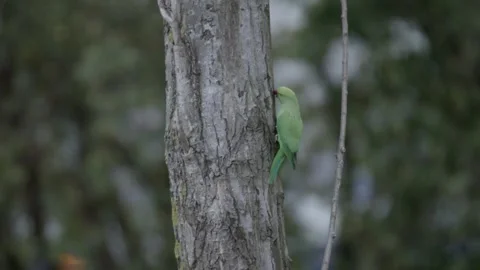 Rose-ringed parakeet perched with dutch train passing in the bg, Den Haag 動画素材 253200924