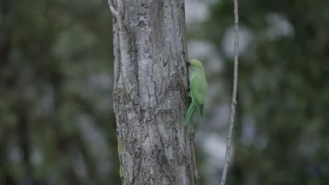 Rose-ringed parakeet perched with dutch train passing in the bg, Den Haag 動画素材 253201153