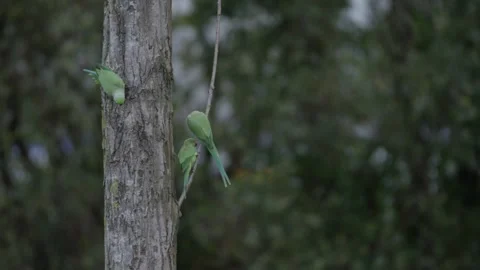 Rose-ringed parakeet perched with Dutch NS train passing in bg 스톡 동영상 253217619