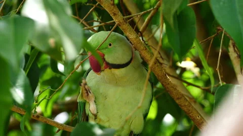 Rose-ringed Parakeet perched Stock Footage 140413745