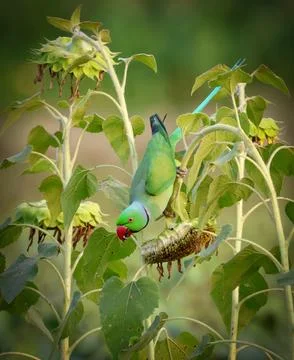 A Rose-ringed Parakeet perched gracefully on a blossom. Stock Photos