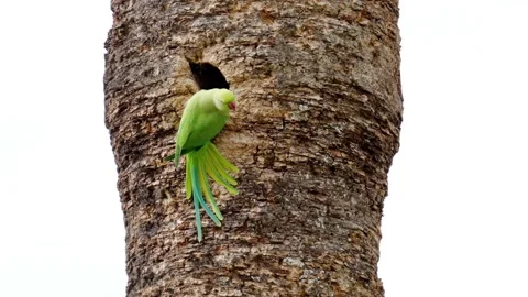 Rose-ringed parakeet perched on palm tree trunk next to its nest hole befor.. Видео 339389444