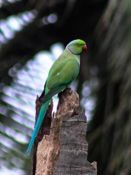 Rose-Ringed Parakeet Perched on Palm Leaves Stock Photos
